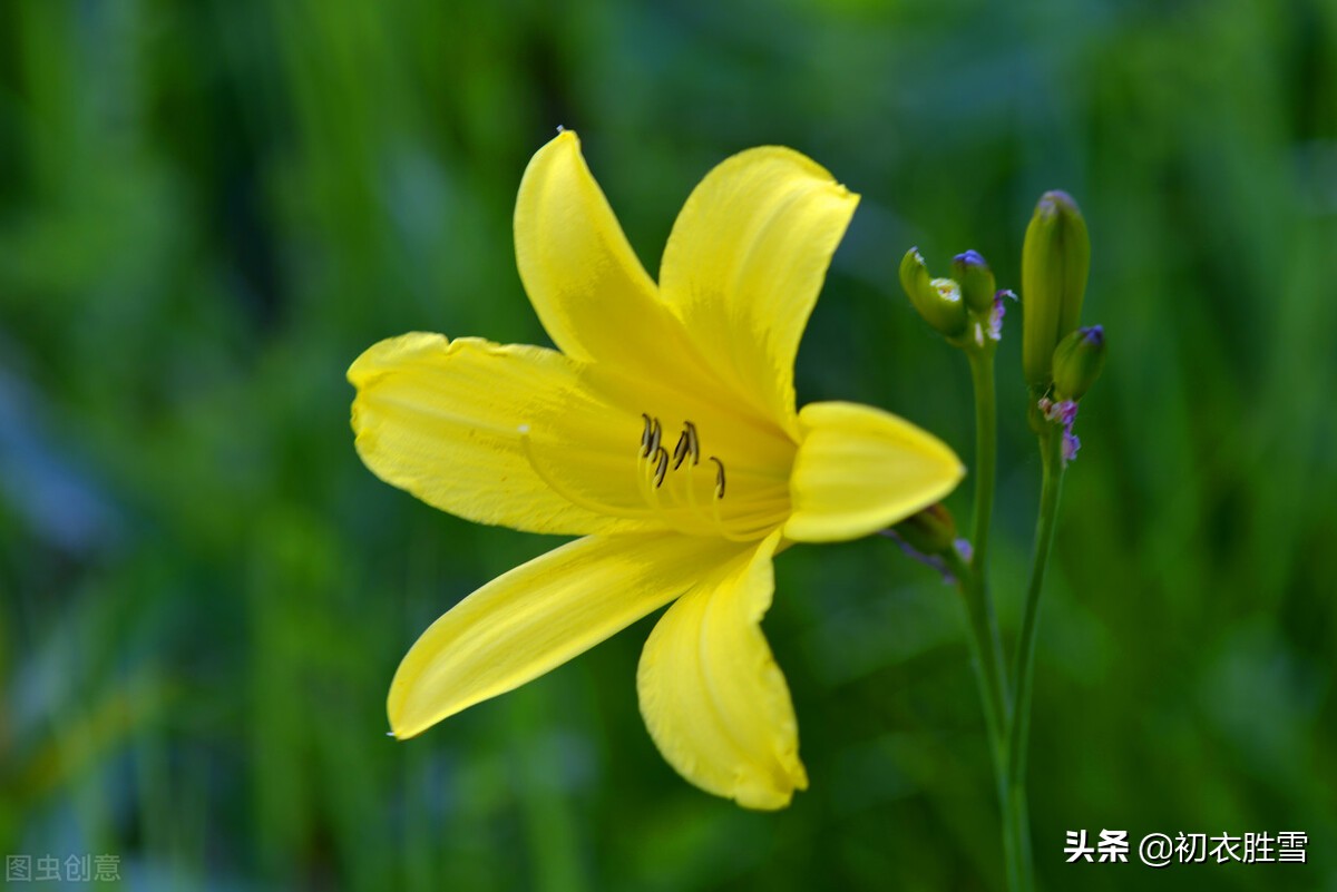 初夏萱草合欢诗词七首：中庭植合欢，满庭萱草长