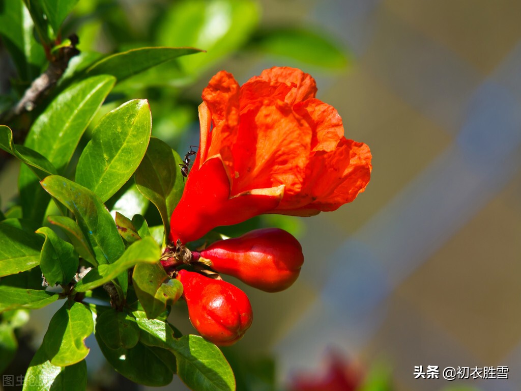 古诗五首，解读古人的夏日爱情和爱情花，古人也浪漫