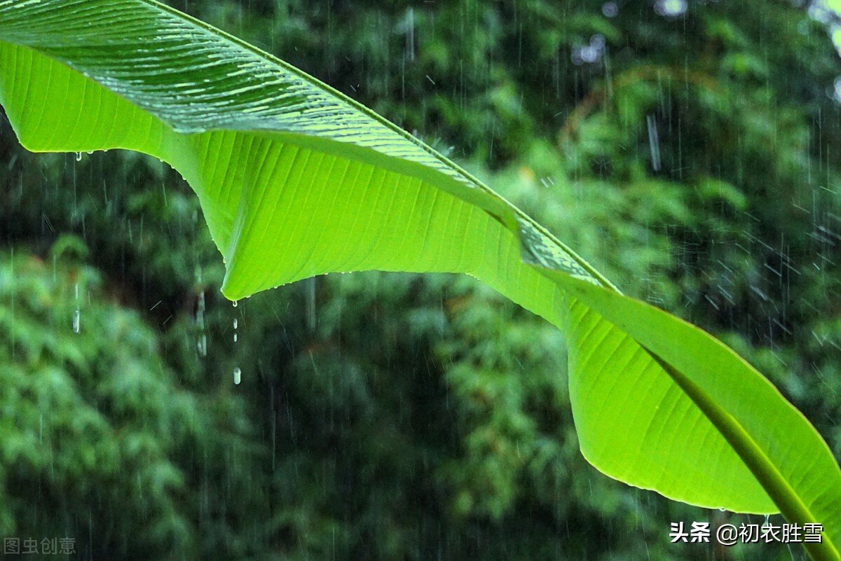 夏日长相思美词七首：燕高飞，燕低飞，正是黄梅青杏时