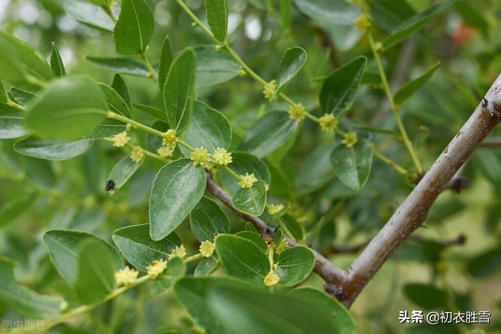 早夏枣花美诗九首：枣下何纂纂，枣花香细细