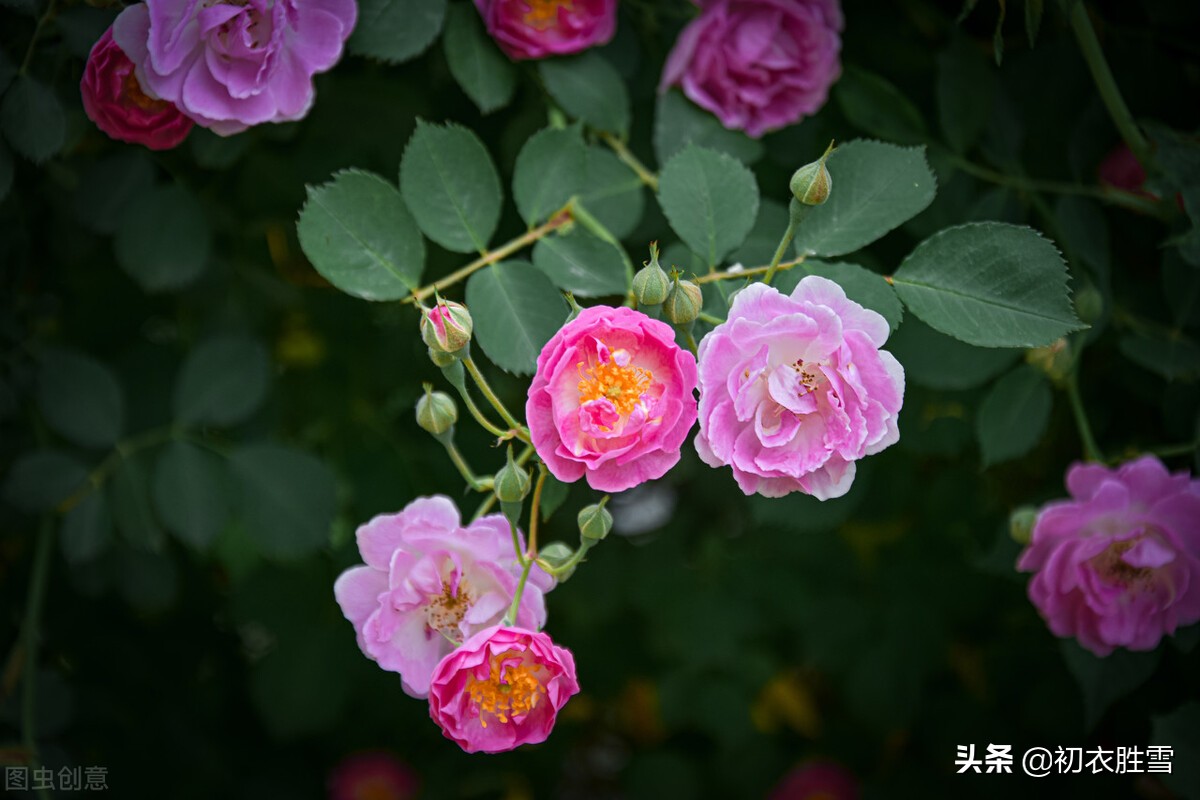 夏花蔷薇明丽唐诗六首：连春接夏开，繁花夏景长