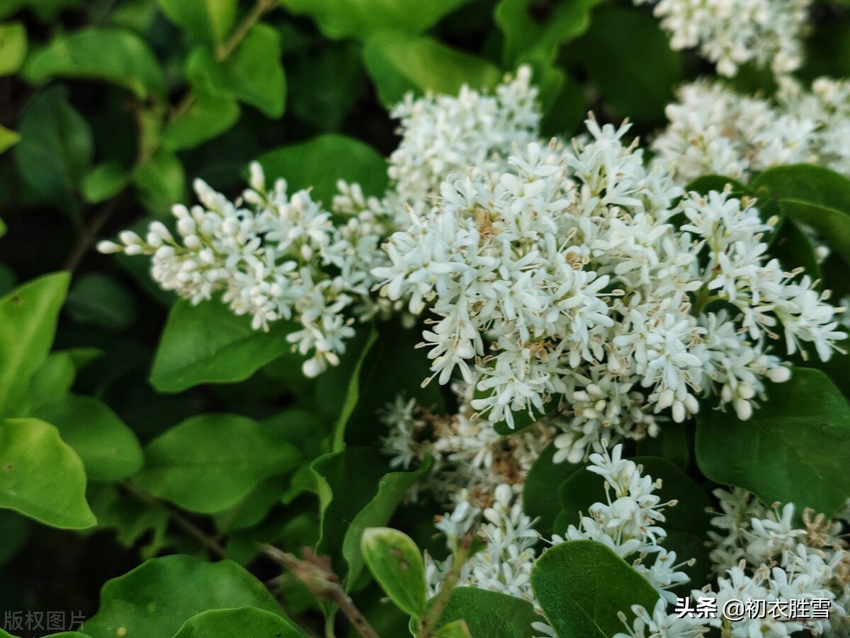 夏花女贞诗词六首清赏：女贞花白草迷离，山矾风味木犀魂