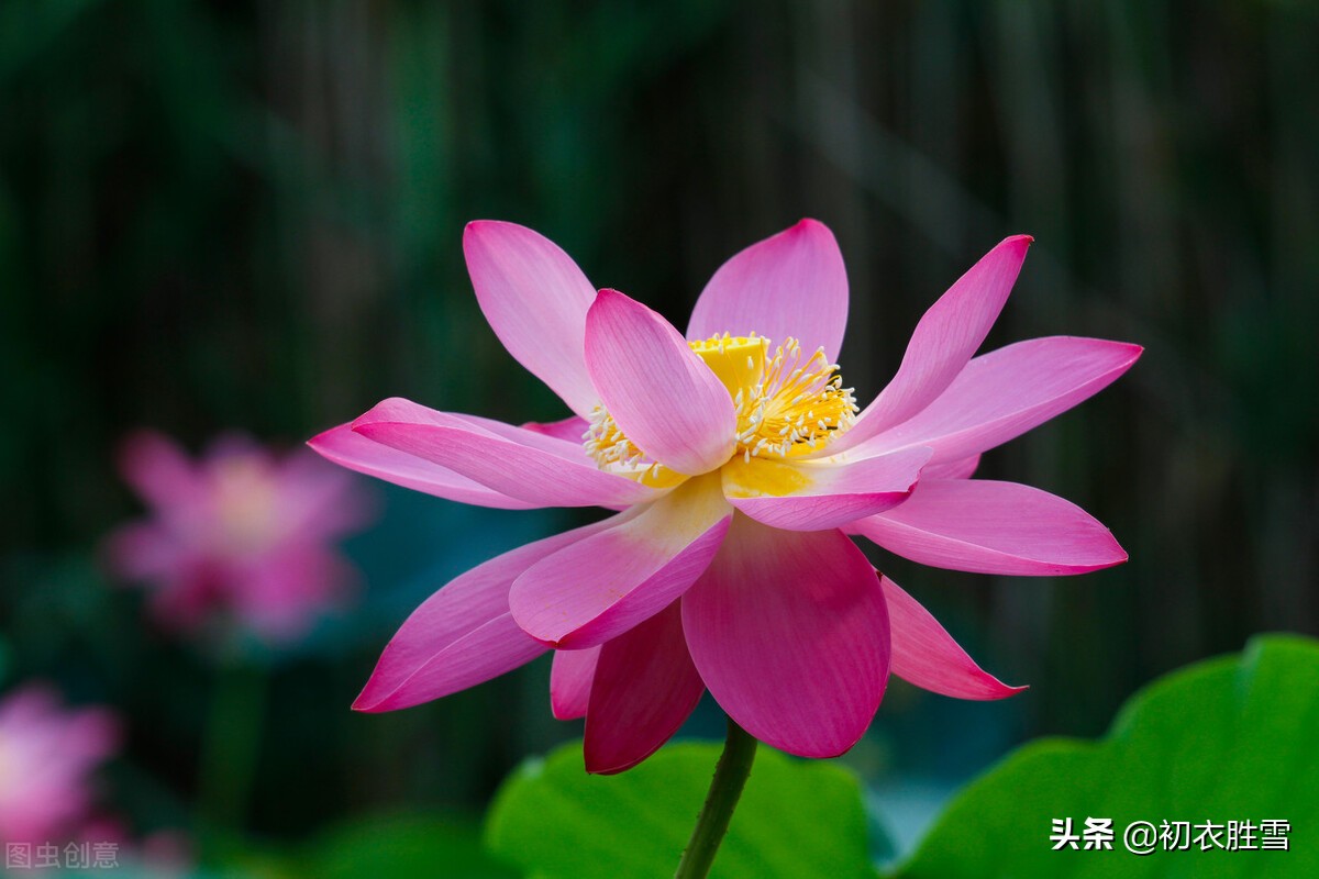 古诗五首，解读古人的夏日爱情和爱情花，古人也浪漫