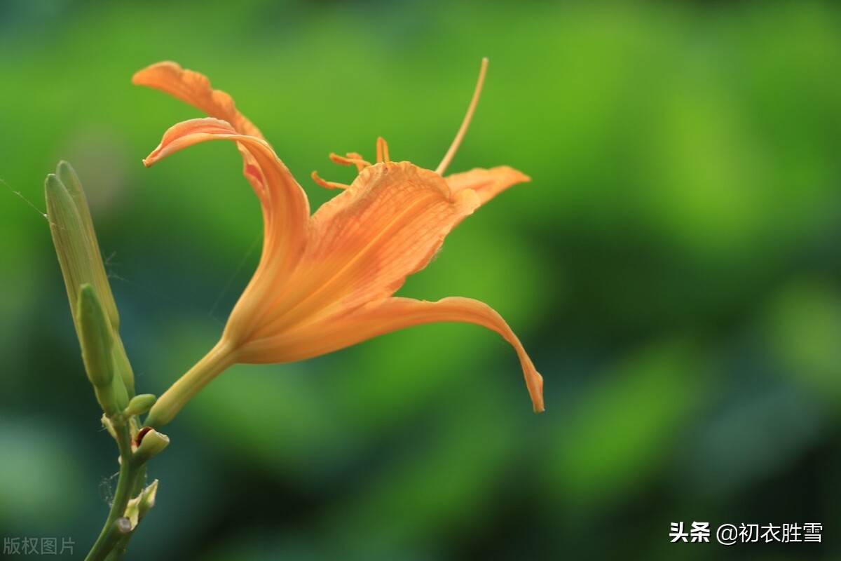 夏花萱草美诗五首，苏轼最洗练，苏辙最细腻生动，王冕的最动人