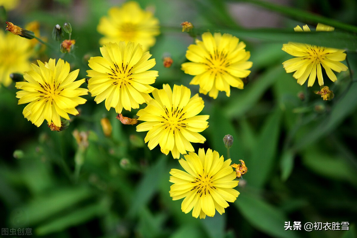 二十四节气之小满七首：枇杷黄后杨梅紫，正是农家小满天