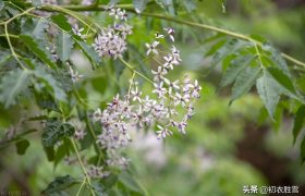 晚春早夏花信风之楝花七首：又见春光到楝花，举头惊见楝花香