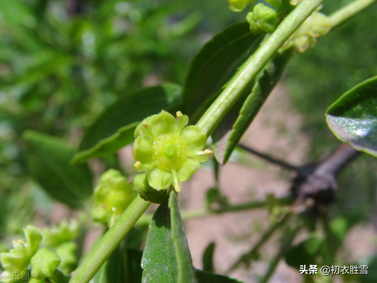 早夏枣花美诗九首：枣下何纂纂，枣花香细细