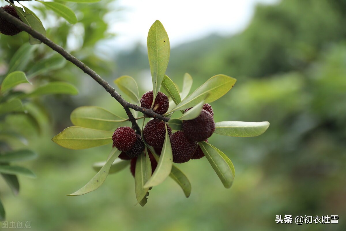 二十四节气之小满七首：枇杷黄后杨梅紫，正是农家小满天