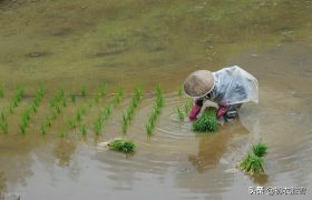 早夏插秧美诗七首：手把青秧插满田，退步原来是向前