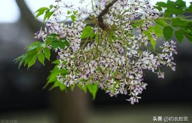 晚春早夏楝花美词五首：楝花天气耐相思