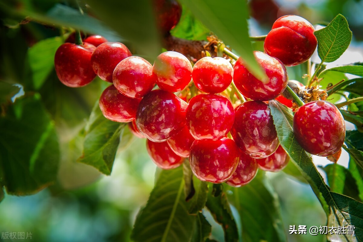 二十四节气立夏诗篇七章：立夏四月节，朱明盛长，甫与万物