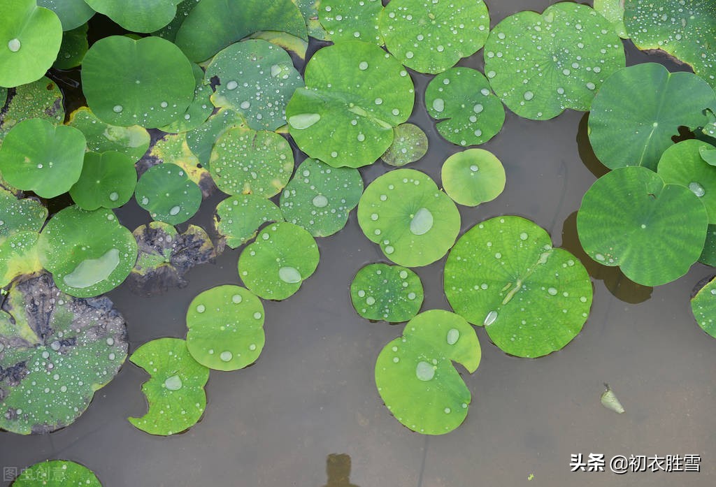 早夏荷钱美诗六首：渐点青钱浮水面，荷叶如钱水面平