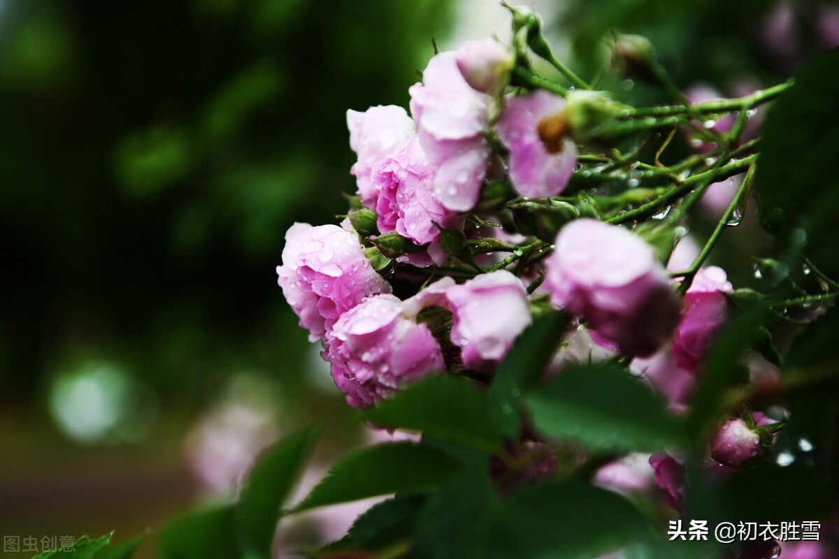 立夏明丽美诗七首：梅子先传树树金，夏日黄鹂更好音