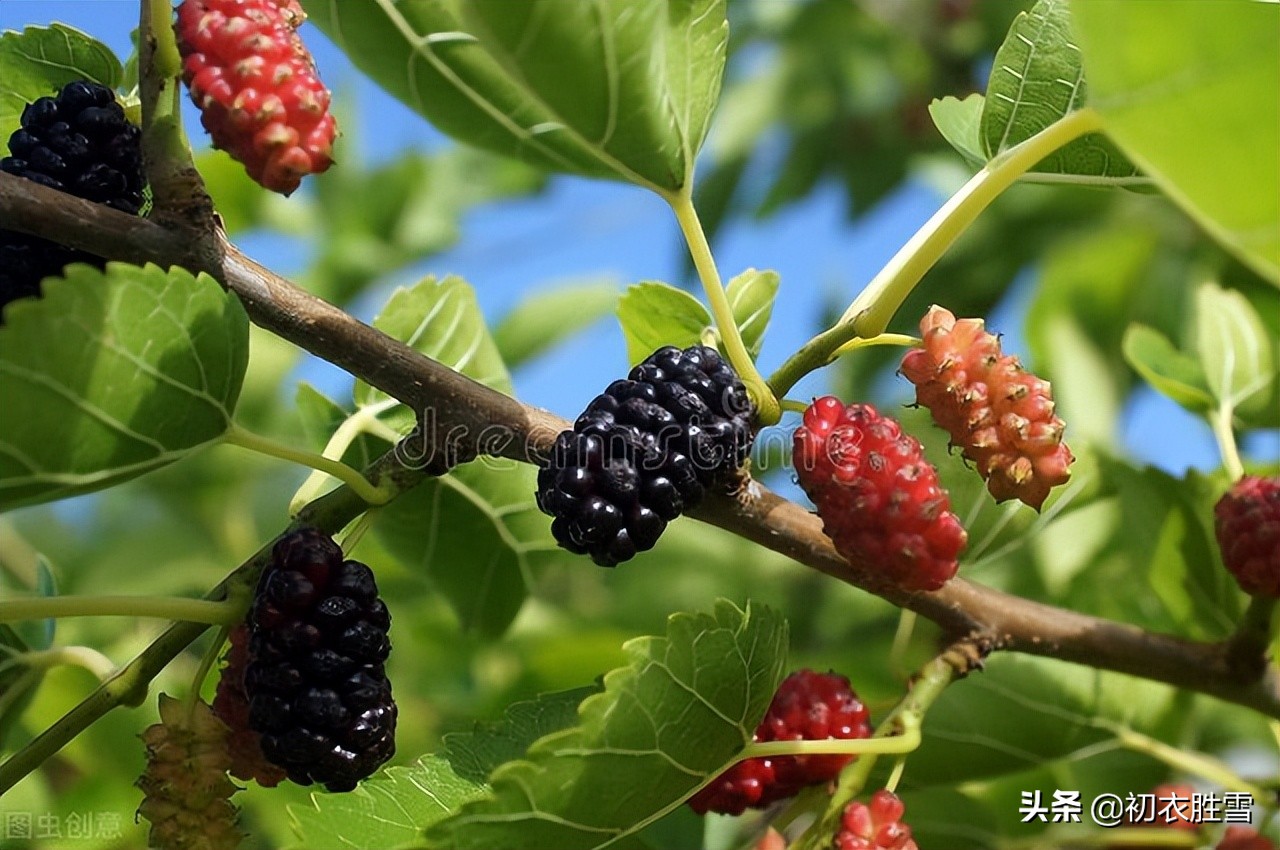 早夏桑葚古诗六首：黄栗留鸣桑葚美，桑葚垂红似荔枝