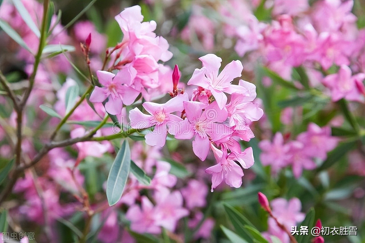 桃花有时谢，竹枝无时衰，古诗六首解读夹竹桃前生今世