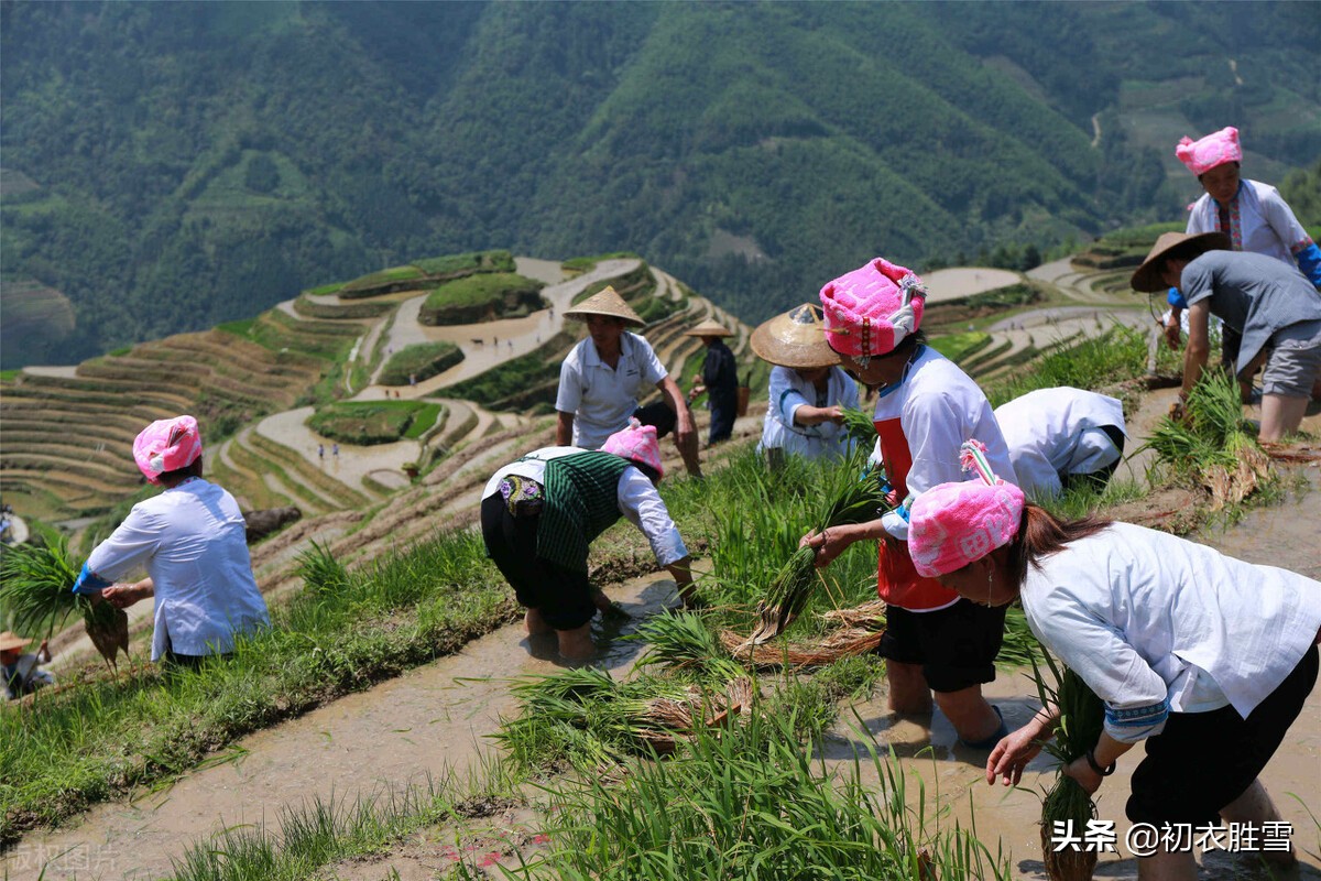 早夏插秧美诗七首：手把青秧插满田，退步原来是向前