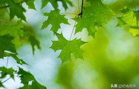 立夏清丽绿荫诗词五首：绿荫铺野换新光，新绿荫中缓举杯