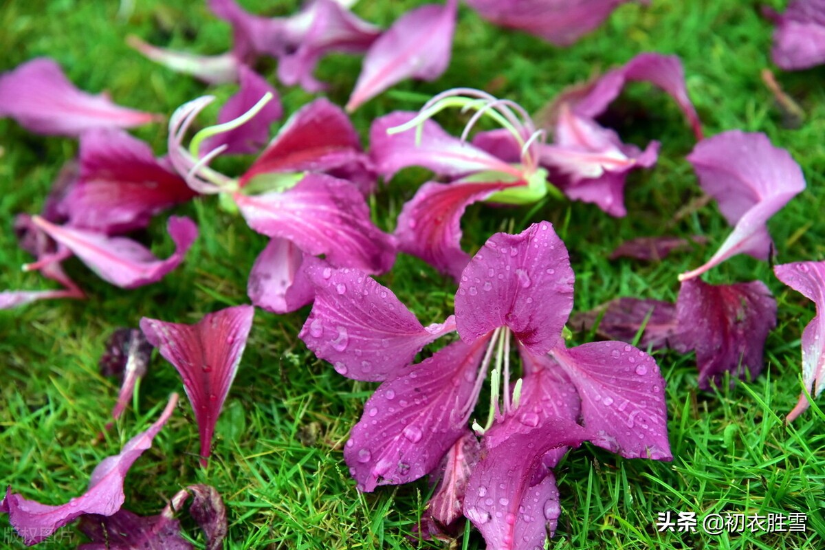 辛弃疾晚春风雨落花两首：中心怅而，似风雨，落花知