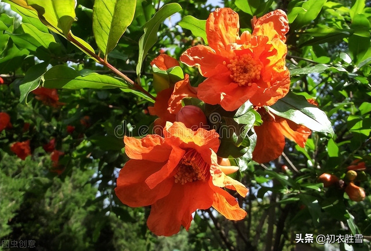 早夏石榴花明艳美诗七首：浓绿万枝红一点，正是清和首夏时