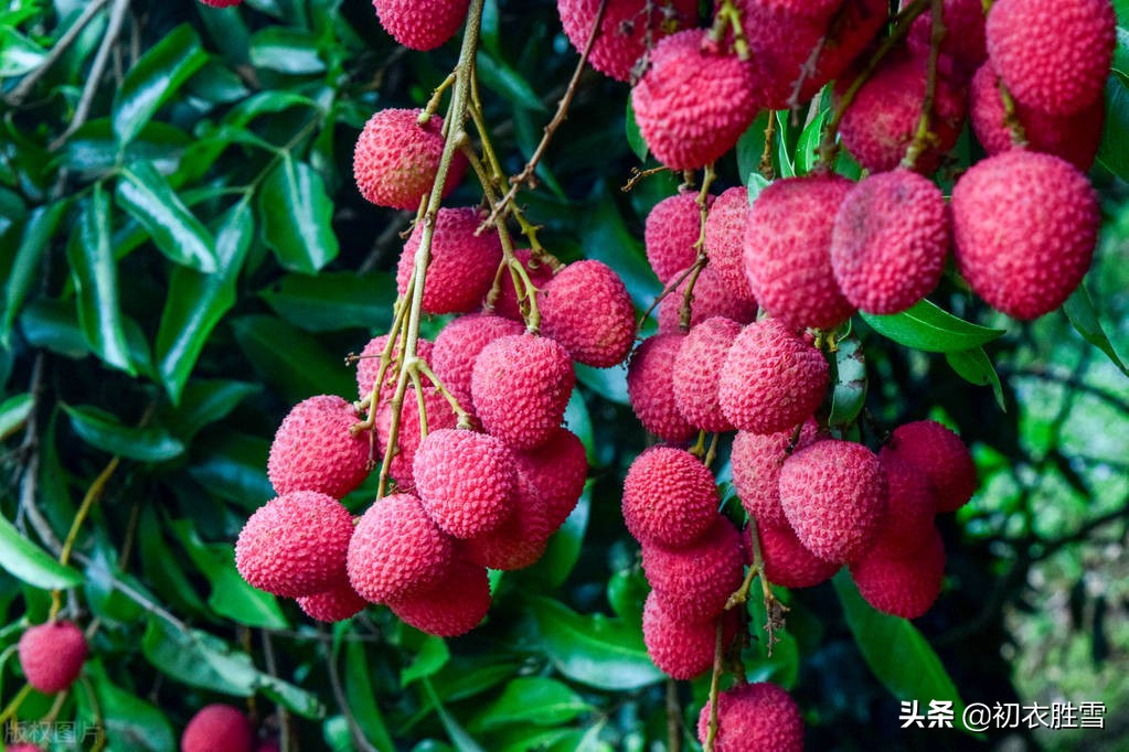 杜甫荔枝五首，谈谈汉朝和唐朝的荔枝贡，荔枝和杨贵妃的关系