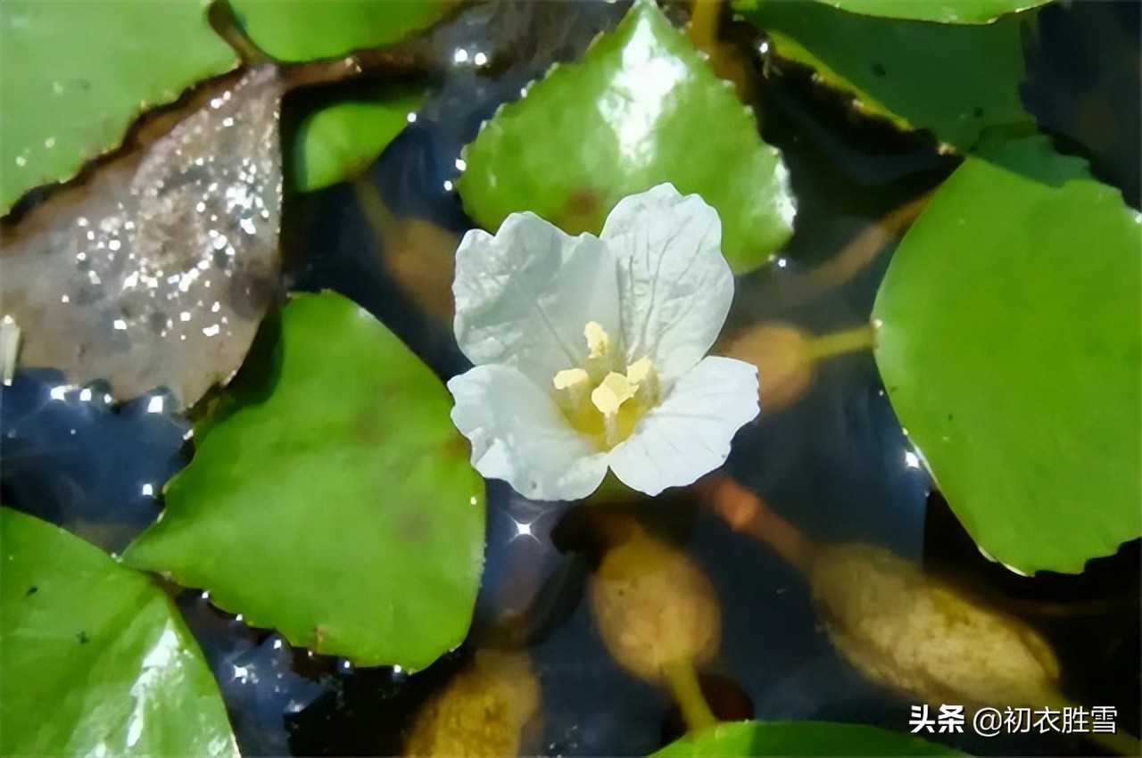 古诗赋五首，溯源菱花与菱花镜，何以铜镜要称菱花镜？