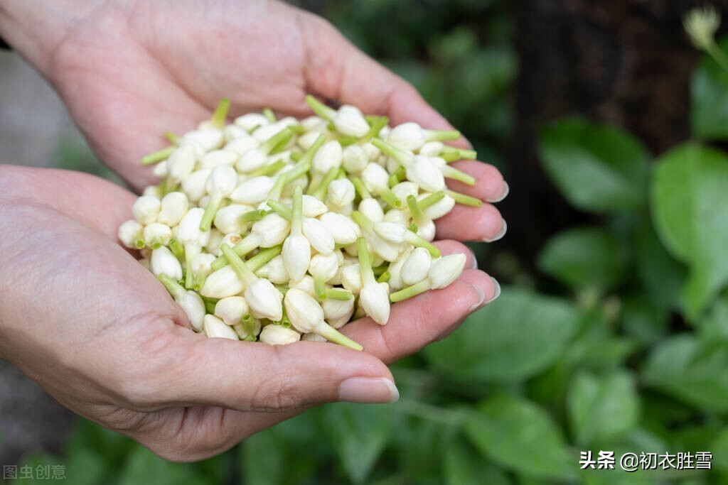 美诗八首说茉莉​：花似细薇香似兰，已宜炎暑又宜寒