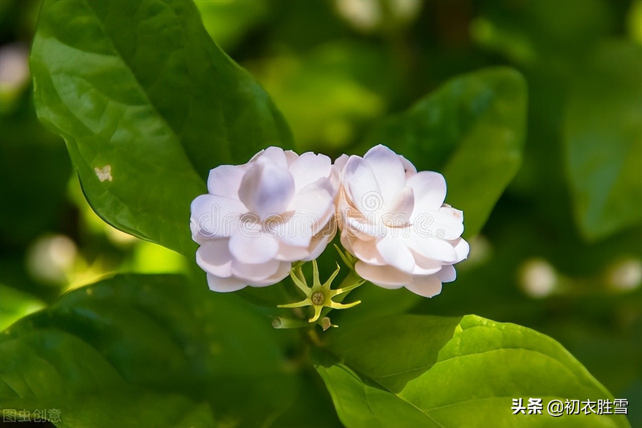 美诗八首说茉莉​：花似细薇香似兰，已宜炎暑又宜寒