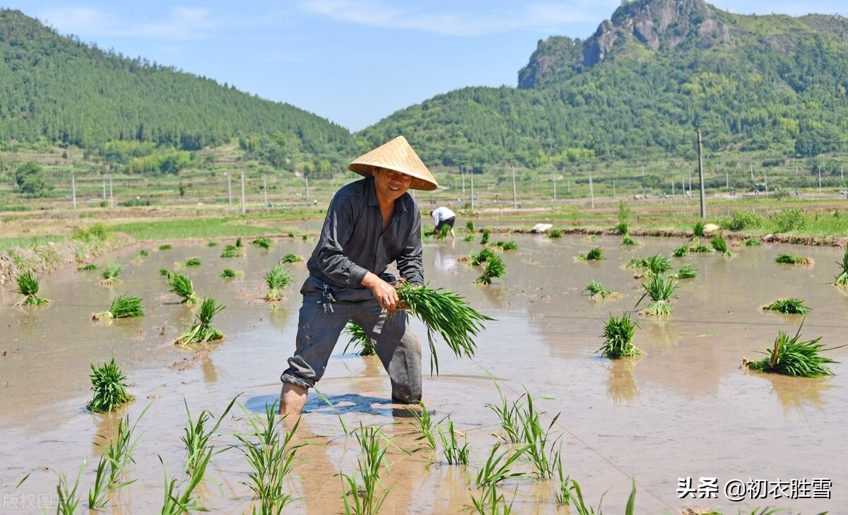 二十四节气芒种古诗六首：时雨及芒种，四野皆插秧