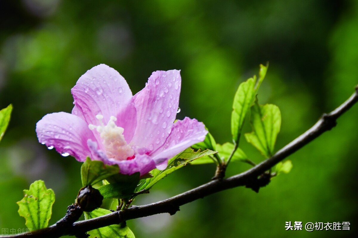 仲夏美花之木槿七首：槿花一日自为荣，却是卉中寿者流