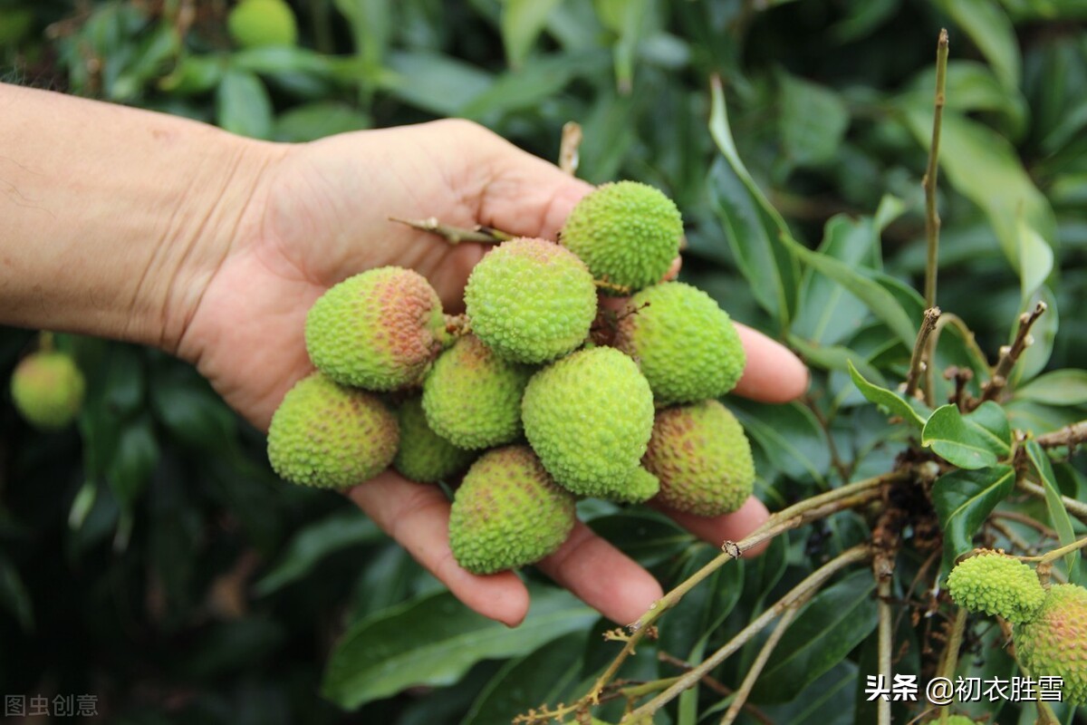 杜甫荔枝五首，谈谈汉朝和唐朝的荔枝贡，荔枝和杨贵妃的关系