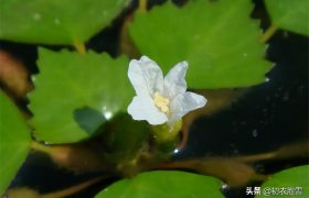 古诗赋五首，溯源菱花与菱花镜，何以铜镜要称菱花镜？