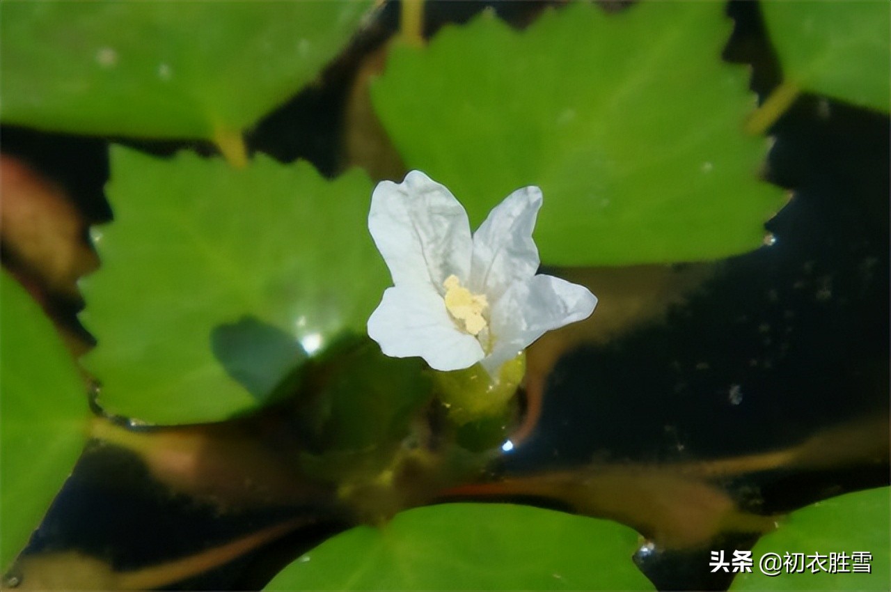 古诗赋五首，溯源菱花与菱花镜，何以铜镜要称菱花镜？