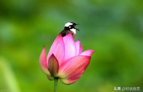 仲夏菡萏美诗七首赏读：一支菡萏瓣初张，五月初开菡萏花