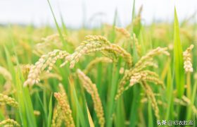 二十四节气芒种古诗六首：时雨及芒种，四野皆插秧