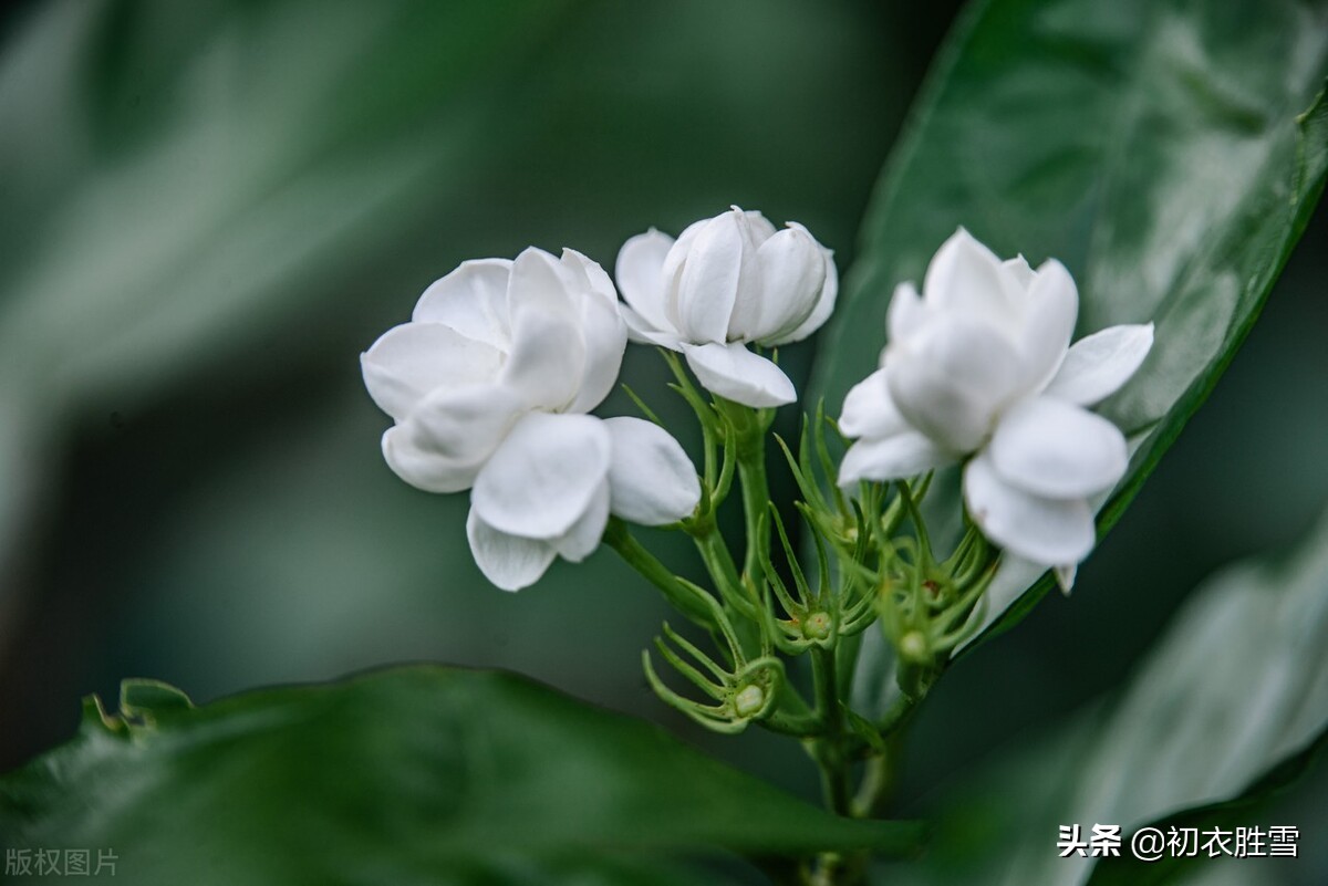 美诗八首说茉莉​：花似细薇香似兰，已宜炎暑又宜寒