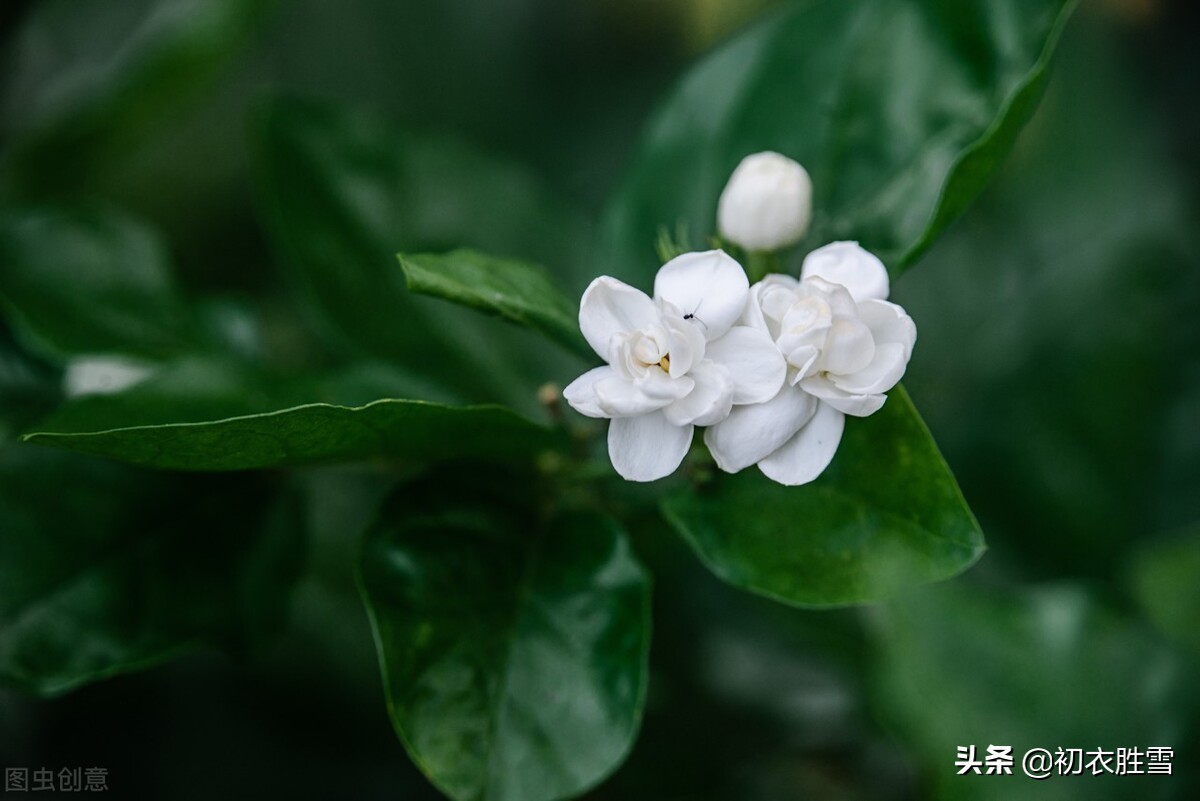 美诗八首说茉莉​：花似细薇香似兰，已宜炎暑又宜寒