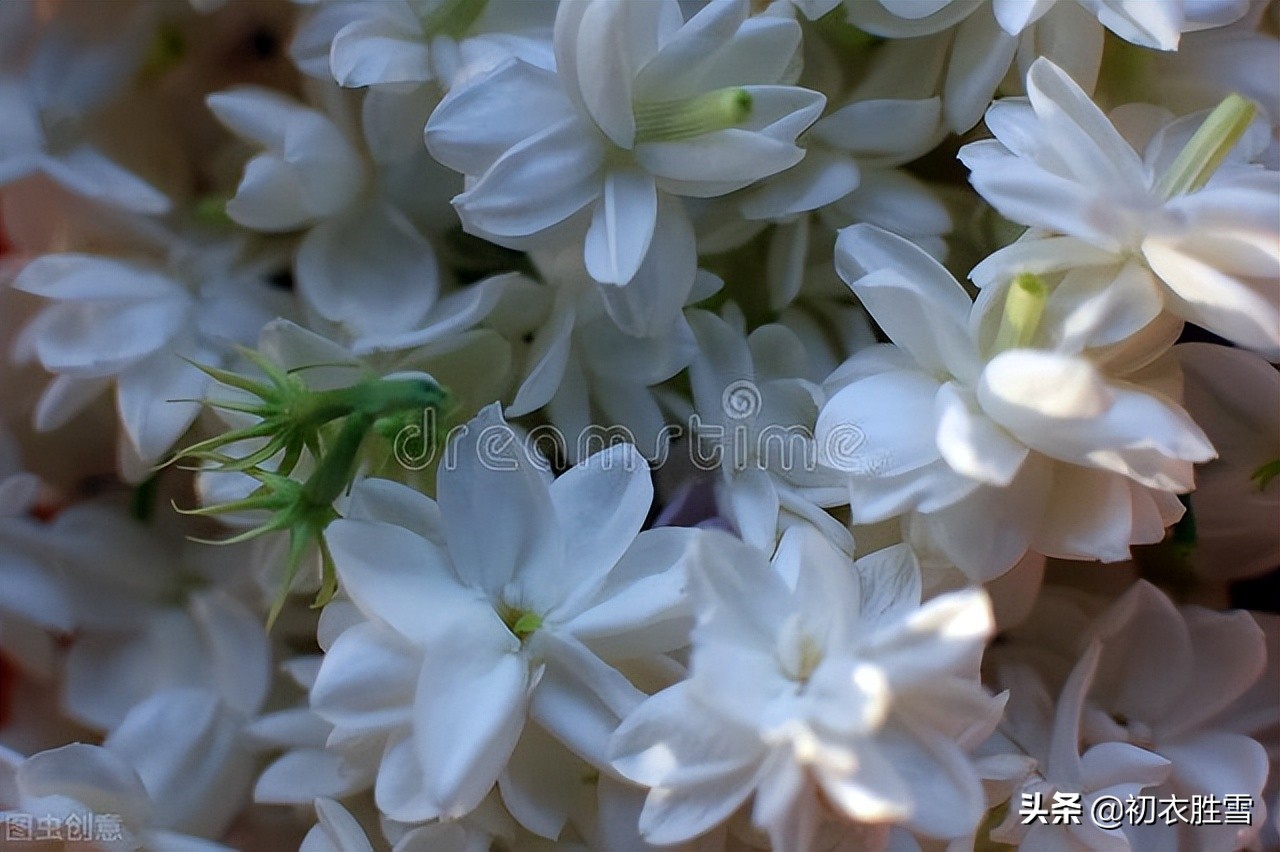 美诗八首说茉莉​：花似细薇香似兰，已宜炎暑又宜寒