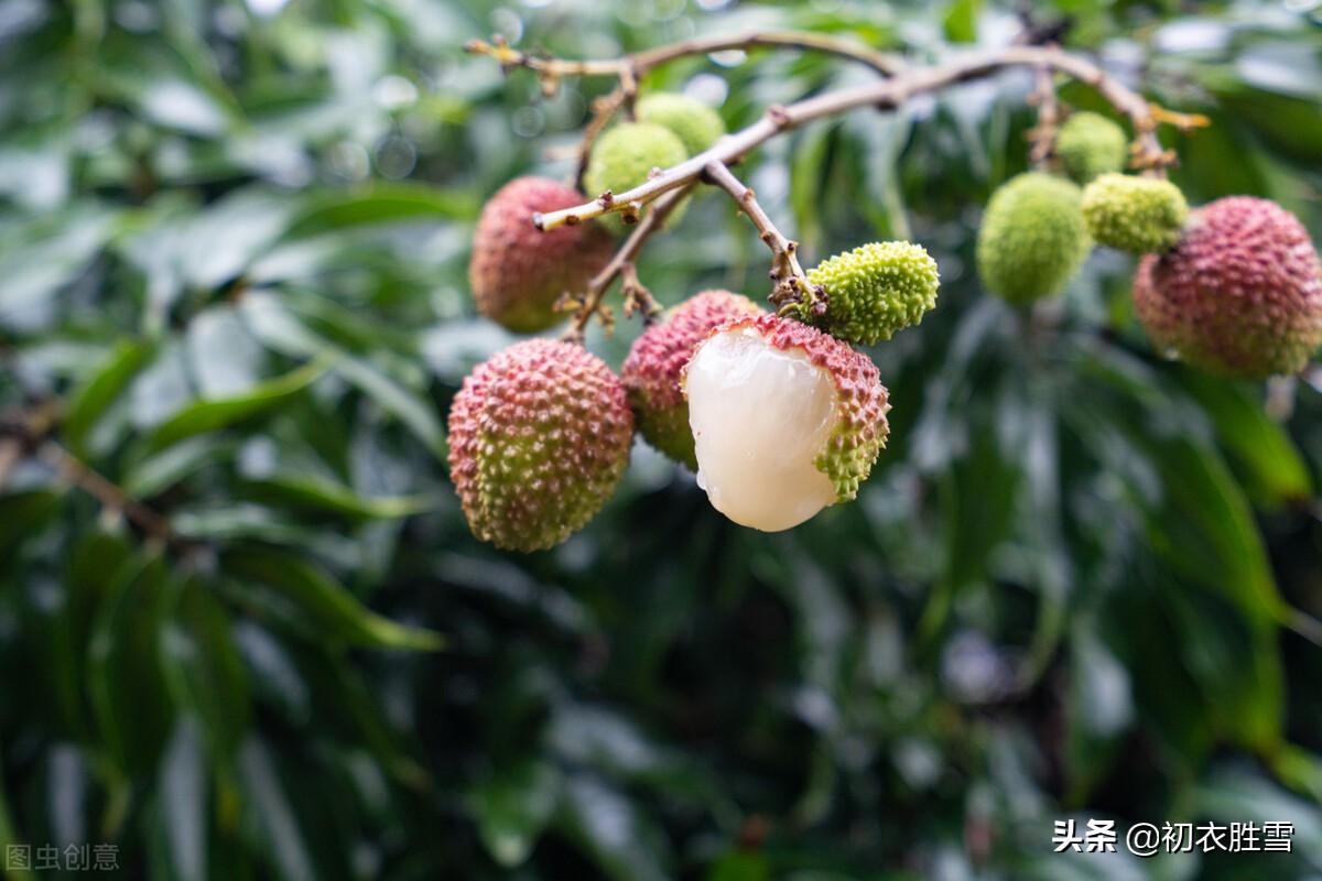 杜甫荔枝五首，谈谈汉朝和唐朝的荔枝贡，荔枝和杨贵妃的关系