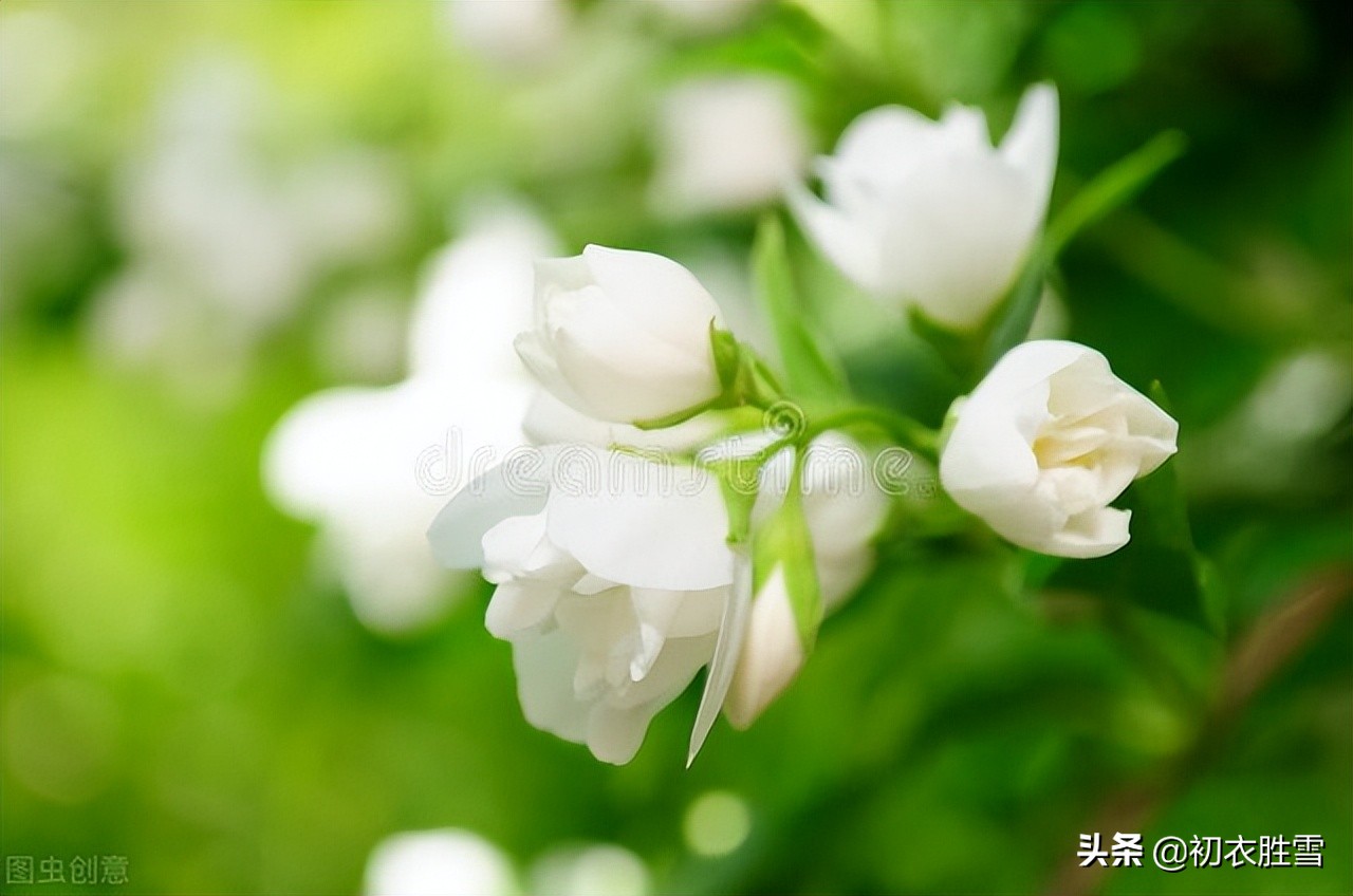 美诗八首说茉莉​：花似细薇香似兰，已宜炎暑又宜寒