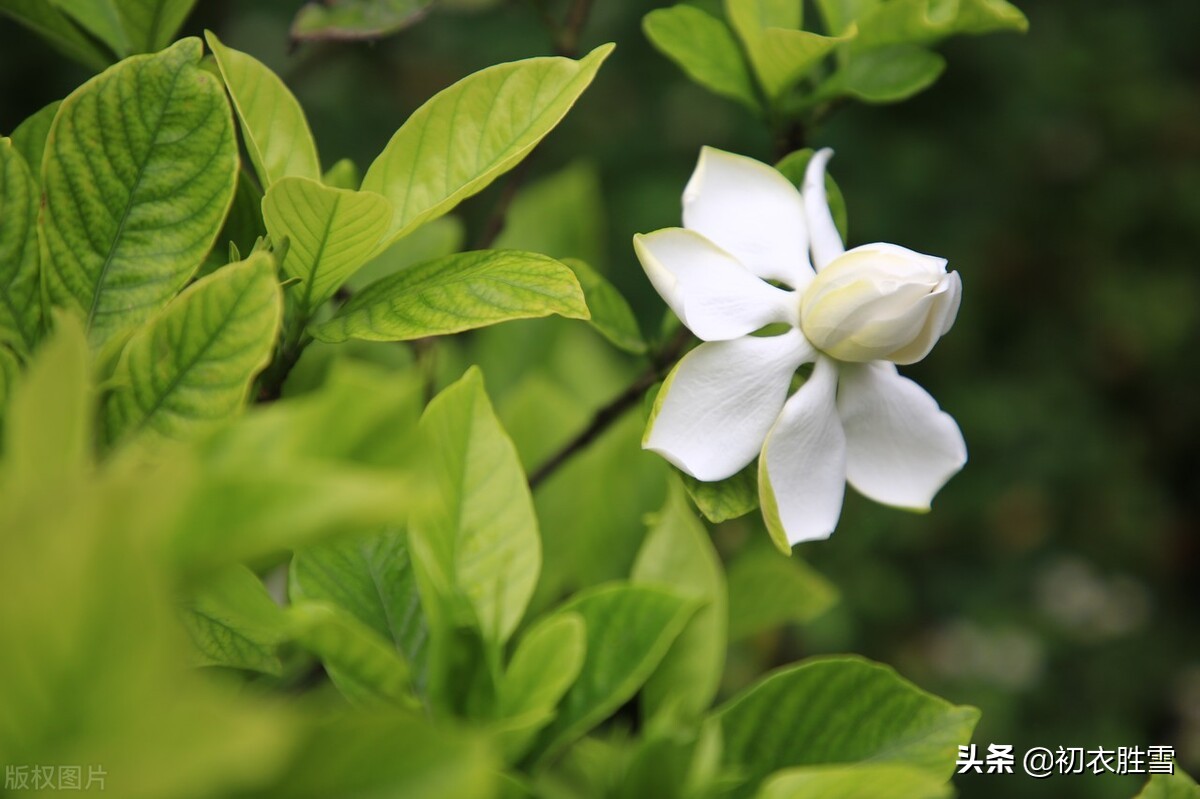 古诗七首说栀子，传统的栀子花，怎么在宋朝变成了外来的薝卜花？