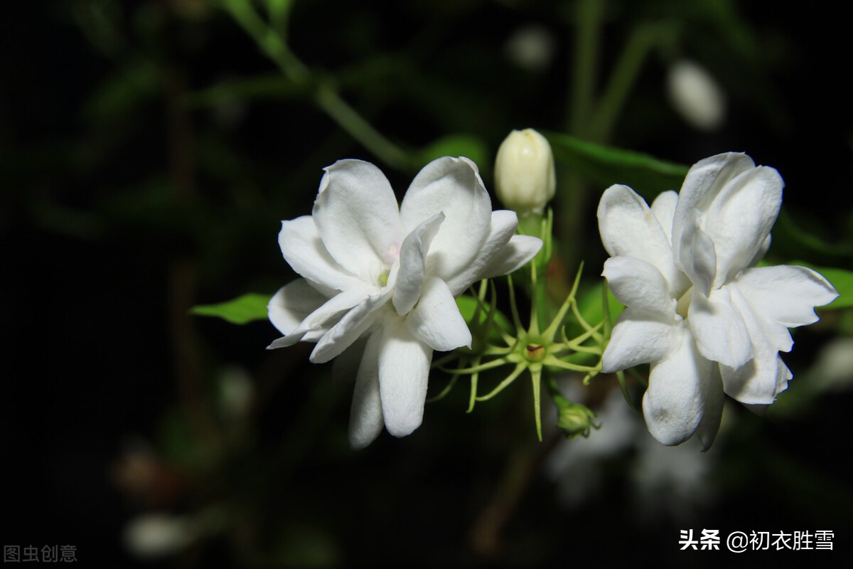 美诗八首说茉莉​：花似细薇香似兰，已宜炎暑又宜寒