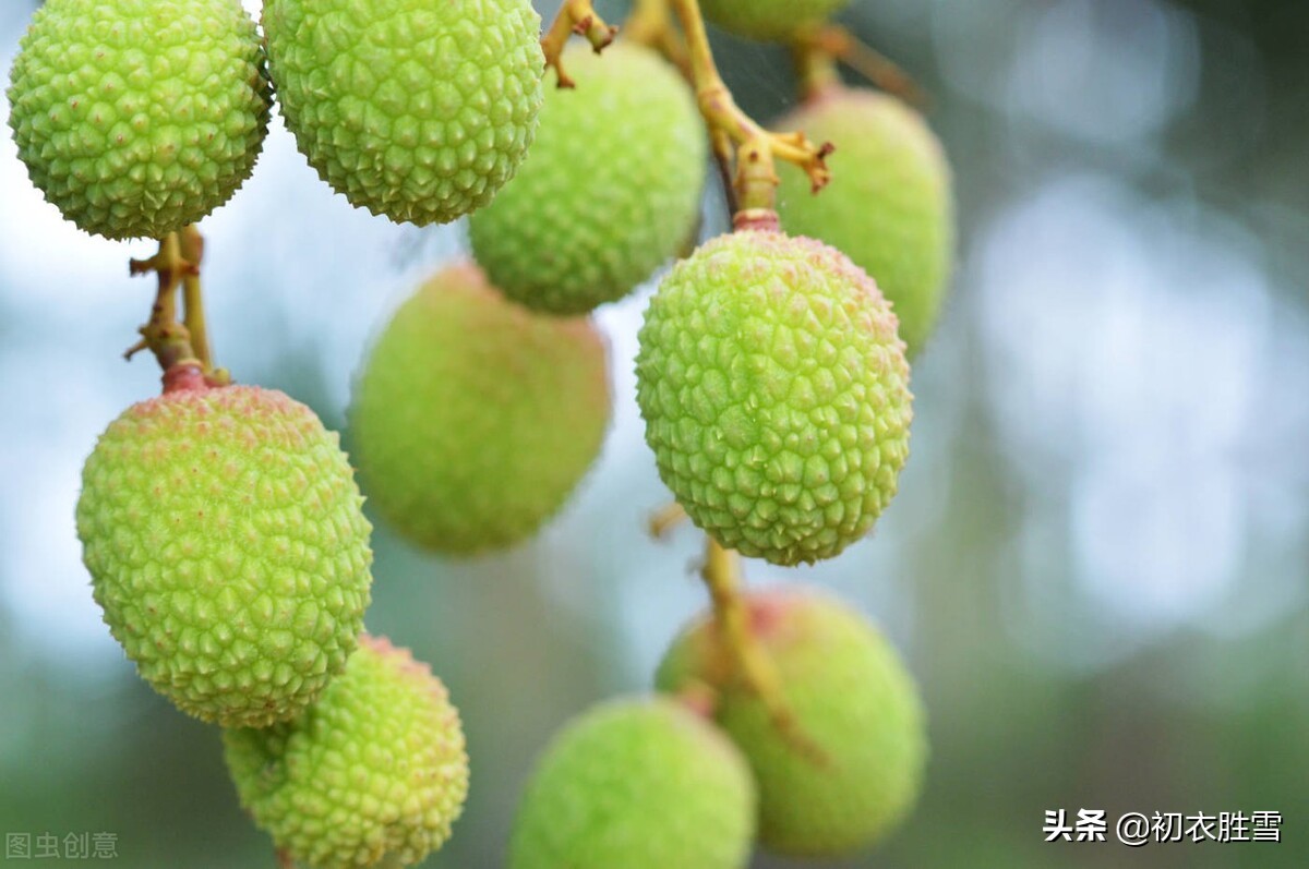 杜甫荔枝五首，谈谈汉朝和唐朝的荔枝贡，荔枝和杨贵妃的关系