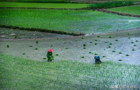 芒种节气古诗五首：乍暖又寒芒种候，启晴还雨熟梅天