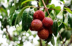 夏至古诗五首，解读夏至物候“鹿角解，蝉始鸣，半夏生，木槿荣”