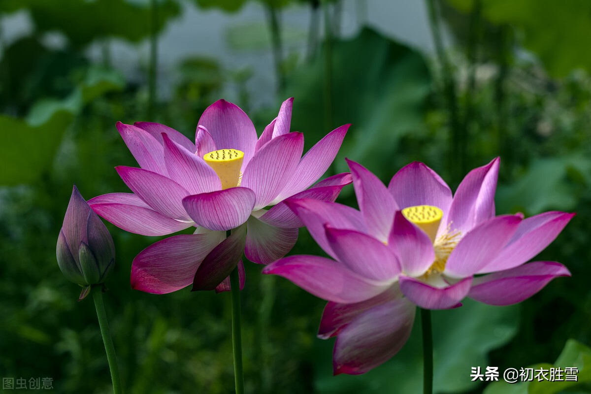 古诗八首，谈谈同心与同心莲，莲本同心，花开并蒂