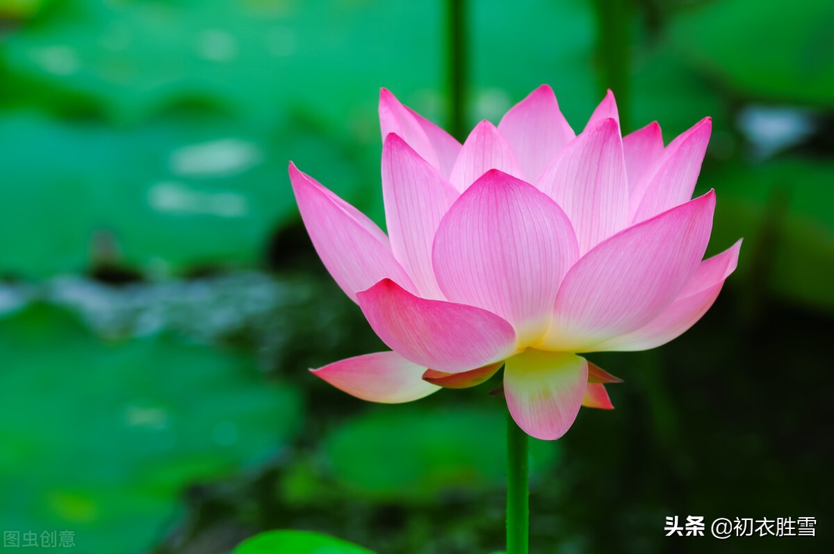 仲夏清新一朵莲美诗六首：渌水红荷一朵开，一朵荷花满院香