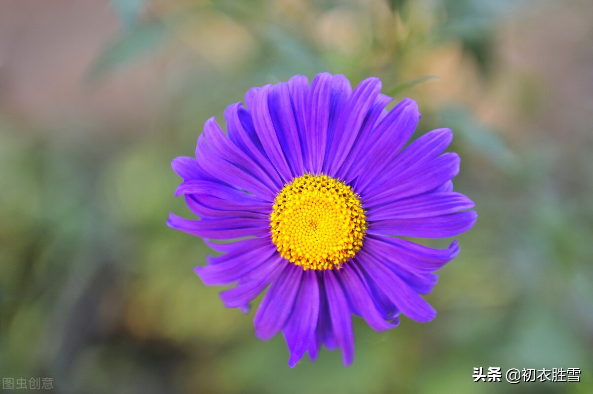 盛夏美花五月菊古诗词八首：道人移菊到山家，谁人着眼看荷花？