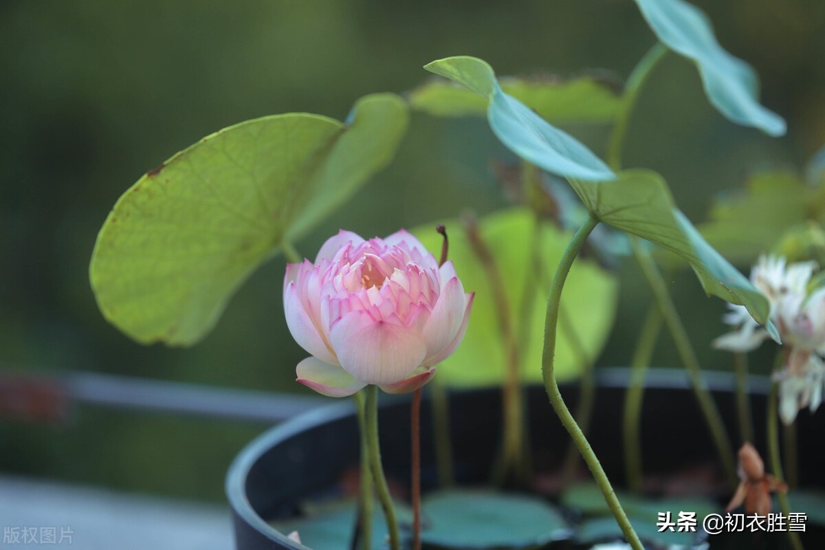 仲夏清新一朵莲美诗六首：渌水红荷一朵开，一朵荷花满院香