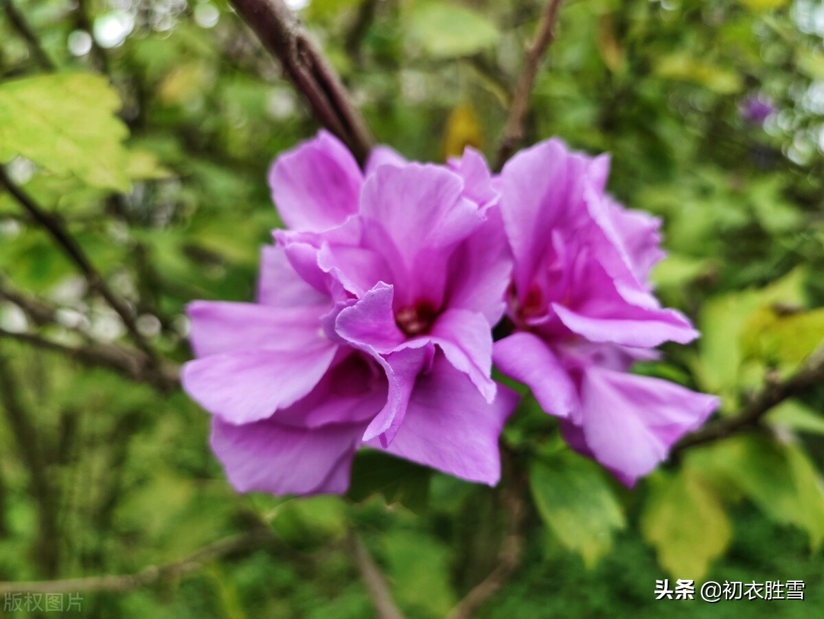 李商隐的爱，藏在《槿花二首》里，北宋西昆派诗人集体破解了她