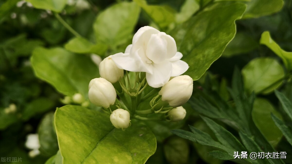 六月茉莉花古诗五首：茉莉花原六月梅，来伴湘波六月凉